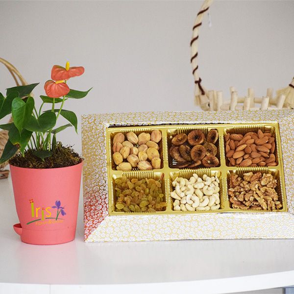 Anthurium Plant & Dry Fruits Iris Florists mangalore online delivery