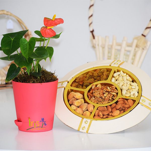 Anthurium Plant & Dry Fruits Iris Florists mangalore online delivery